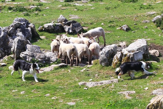 10-Day Ultimate Small-Group Tour of Ireland from Dublin - Donegal Cliffs, Whiskey at Ardara, Derry Walls, and Belfast’s Big Story