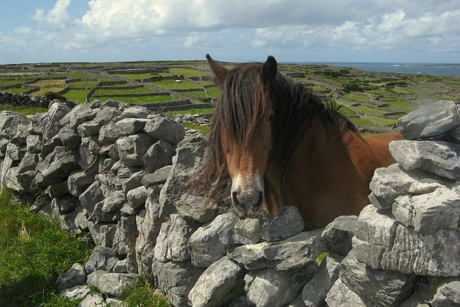 3-Day Southern Ireland Tour Including Galway and Kerry from Dublin - Guides, Pace, Comfort, and the Real Coach Experience
