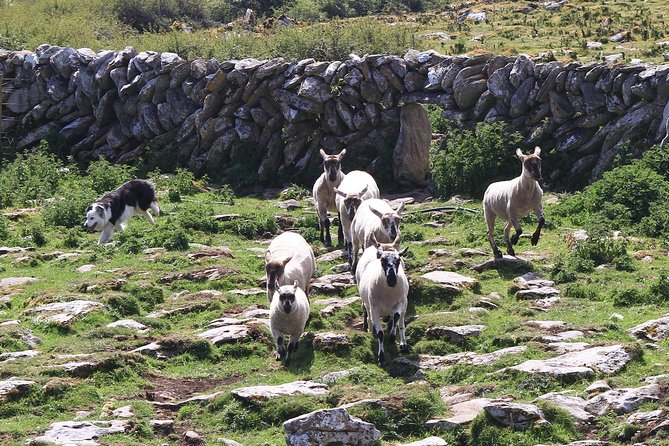 8 Day Emerald Explorer Small Group of tour of Ireland - Day 6: Burren Farm Experience and Galway City time