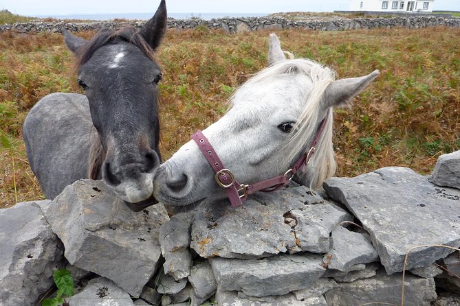 Aran Islands Scenic Flight and Galway Rail Tour from Dublin - Free Time in Galway City: Shopping, Pubs, and a Slow Reset
