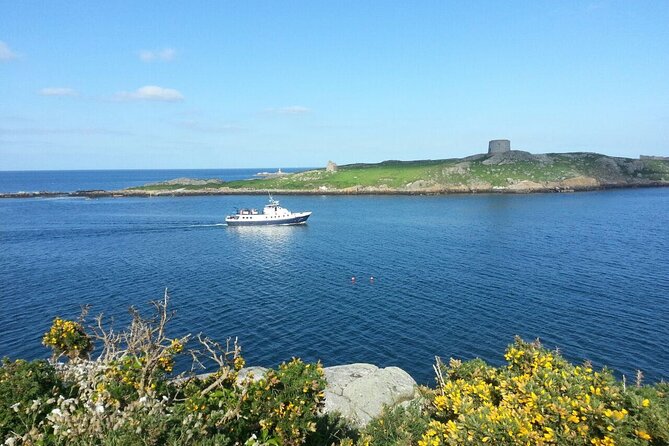 Boat Trip from Dun Laoghaire to Howth - Howth arrival: harbour seals and the best kind of photo moment