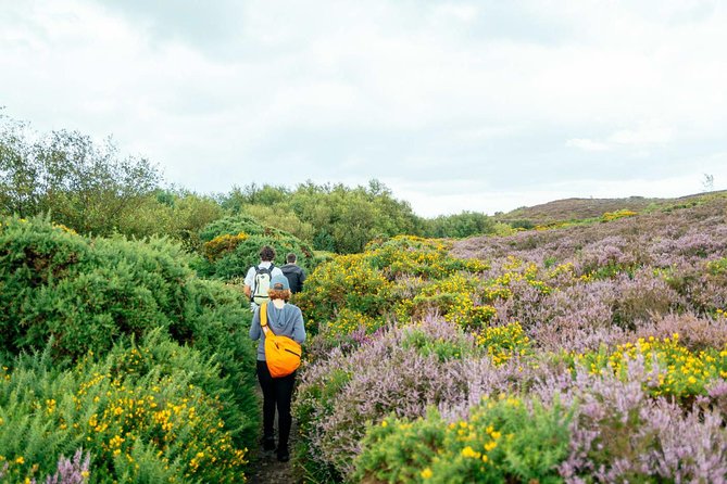 City Explorer: Howth Private Day Trip - Why Howth Works So Well as a Dublin Escape
