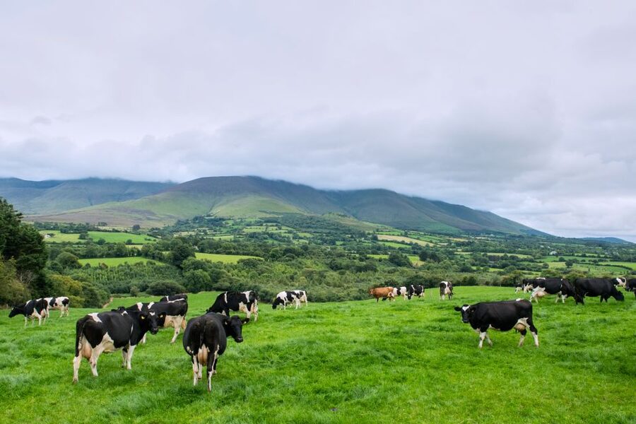 Cliffs of Moher and Blarney 2-Day Tour from Dublin - Day 2: Golden Vale, Limerick and the Shannon, then the Burren’s lunar terrain