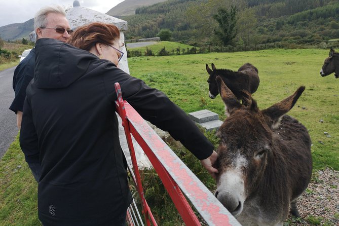 Cliffs of Moher & Galway Bay private tour or Galway city day trip - Key points that make this tour work