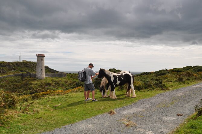 Day Tour from Dublin to Wicklow: Cliffs, Heritage, Wildlife, Gaol - Wildlife on the Cliffs: How to Spot Grey Seals and Seabirds