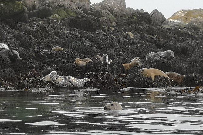 Dublin Bay Seal Kayaking Safari at Dalkey - Wildlife Encounters: Seals, Birds, and Those Moments That Feel Unscripted