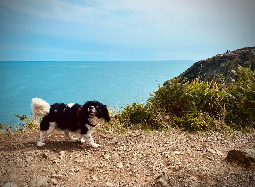 Dublin: Dublin Coastal Hike and Pints & Puppies - How the seal spotting fits into the coastline story