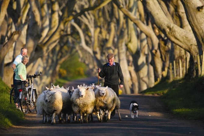 Dublin: Giant's Causeway, Dark Hedges, Dunluce and Belfast Titanic entrance fee - Belfast City Hall Drop-Off: A Quick Look at the Centre of Things