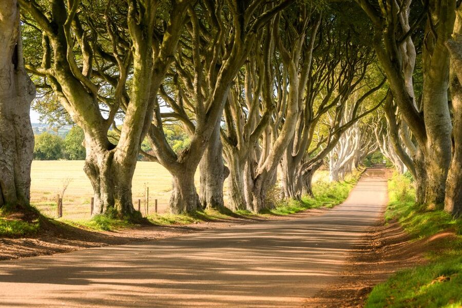 Dublin: Giants Causeway, Dark Hedges, Dunluce & Belfast Tour - Key things worth clocking before you go