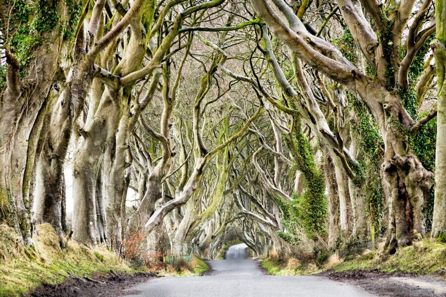 Dublin: Giants Causeway, Dark Hedges, Dunluce & Belfast Tour - Belfast Orientation: City Hall, Victoria Square, and Titanic Dock Without the Guesswork