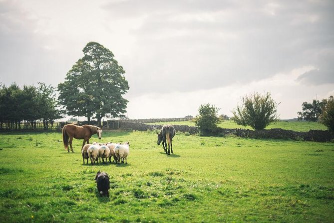 Dublin: Glendalough, Wicklow, Kilkenny and Sheepdog demonstration - Why This Day Trip Works So Well