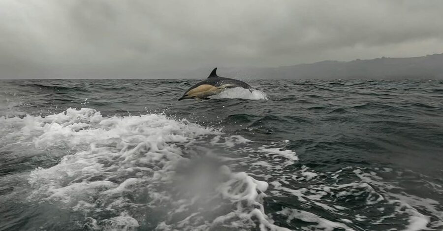 Dublin: History and Wildlife Boat Tour with Live Commentary - Key Highlights You’ll Care About