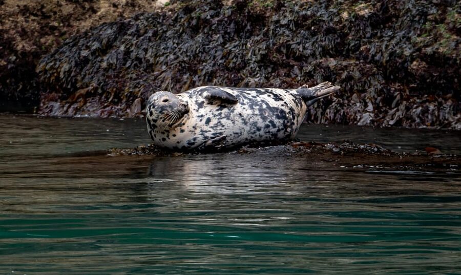 Dublin: History and Wildlife Boat Tour with Live Commentary - What Makes the Dublin Bay Ride Feel Special