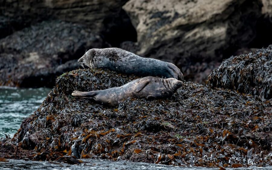 Dublin: History and Wildlife Boat Tour with Live Commentary - The Extra Stops: Hidden and Secret Viewing Moments