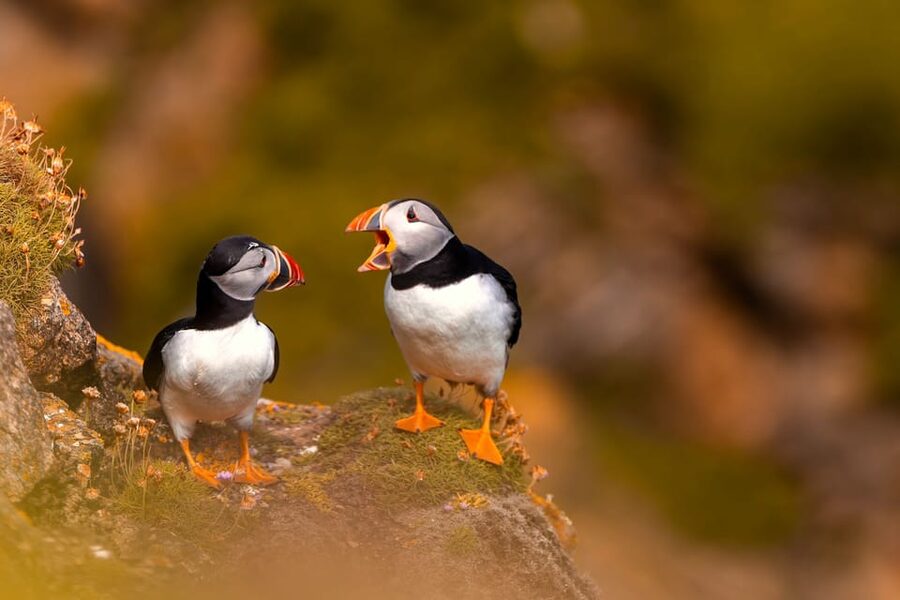 Dublin: Howth Coast and Ireland's Eye Boat Tour - Wildlife Spotting: Seals, Birds, and How to Improve Your Odds