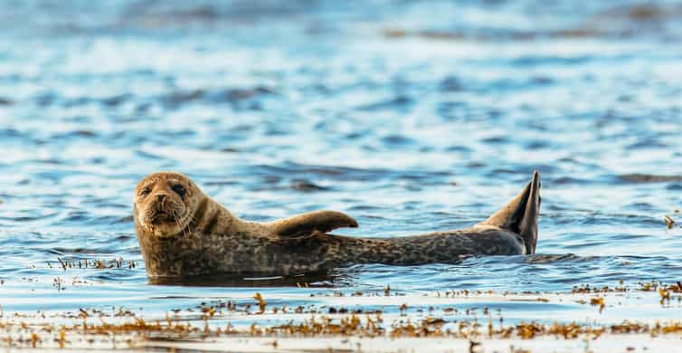 Dublin: Howth Coastal Boat Tour - Key points to know before you go