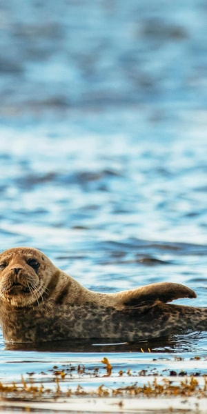 Dublin: Howth Coastal Boat Tour - Itinerary pacing: stop, watch, learn, and glide back