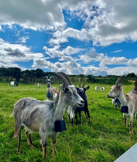 Dublin: Howth Safari Hiking Tour - Stop-by-stop: from Shielmartin Hill to the Baily Lighthouse viewpoint