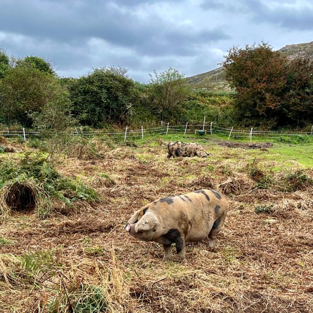 Dublin: Howth Safari Hiking Tour - Old Irish goat herd and wildlife moments you should actually plan for
