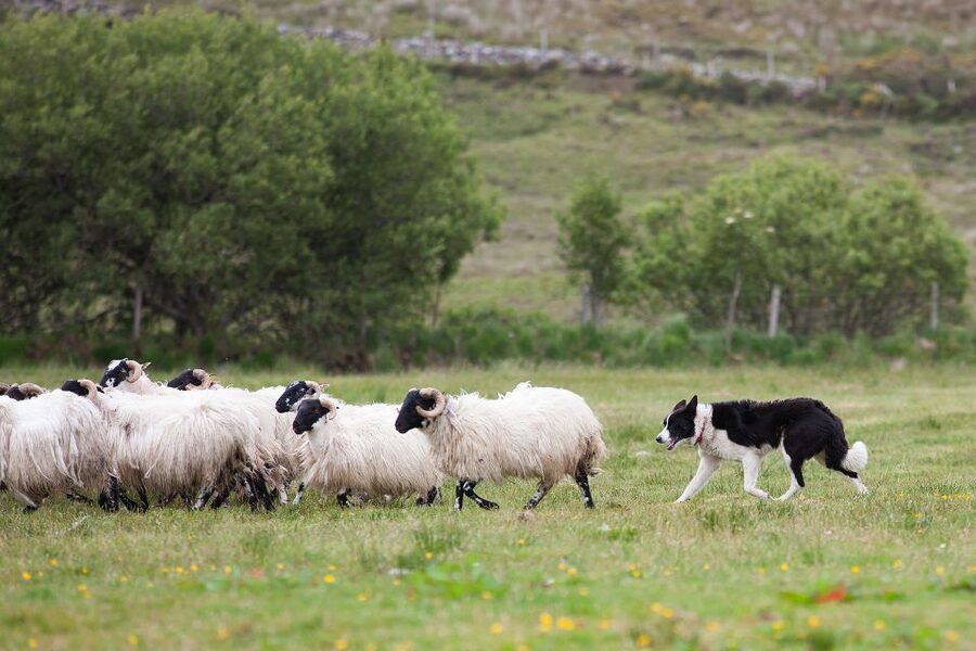 Dublin: Kilkenny, Wicklow & Glendalough Tour & Sheepdog Show - Glendalough and St. Kevin’s Monastery Walk: What You’re Really Seeing