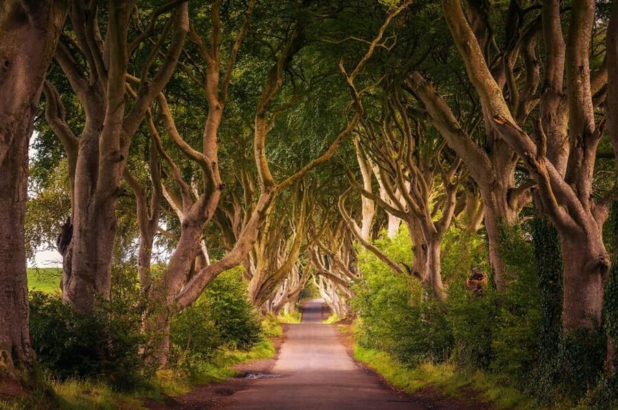 From Dublin: Giant's Causeway, Dark Hedge & Belfast Tour - The Coach Ride: Long Hours, but You Get Support on Board