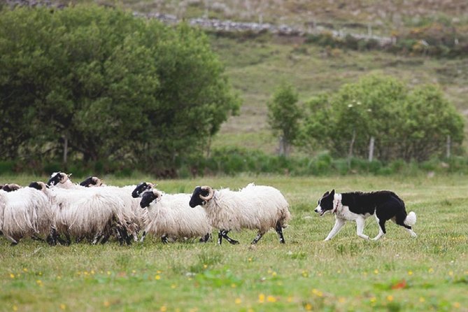 From Dublin: Wicklow, Glendalough, Waterfall & Sheepdog demo - Glendalough monastic ruins and the Valley of Two Lakes