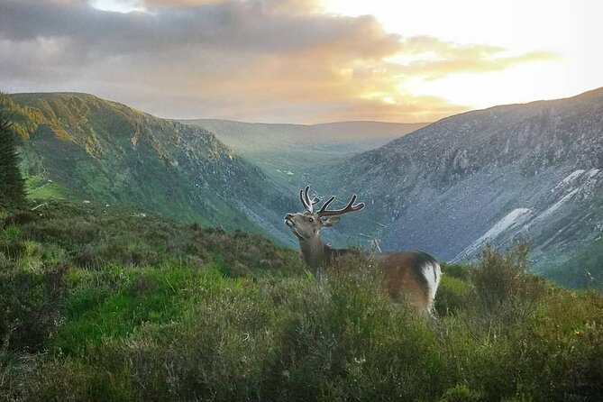 Glendalough Night Hike and History Tour - Timing: Sunset First, Then the Trails Get Real