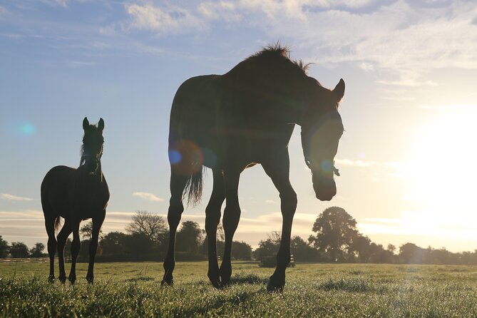 Irish National Stud & Gardens Skip the line Entrance - Key highlights you should not miss
