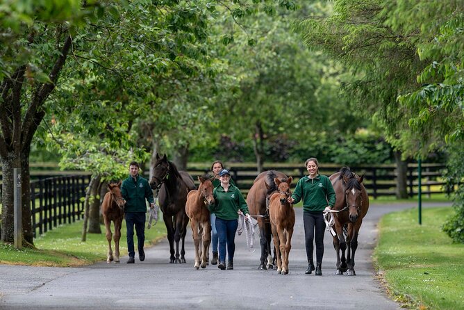 Irish National Stud & Gardens Skip the line Entrance - Price and what you truly get for $22.98