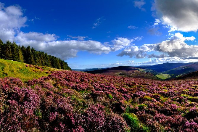 Kilkenny, Wicklow Mountains & Glendalough Day Tour from Dublin - The Curragh Stop Through Kildare: Horses, Wildlife, and Big Institutions