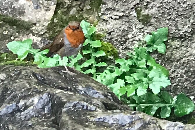 Private Garden of Ireland Wicklow Tour from Dublin - Glendalough Monastic Settlement: St Kevin’s ruins and the story behind the stones