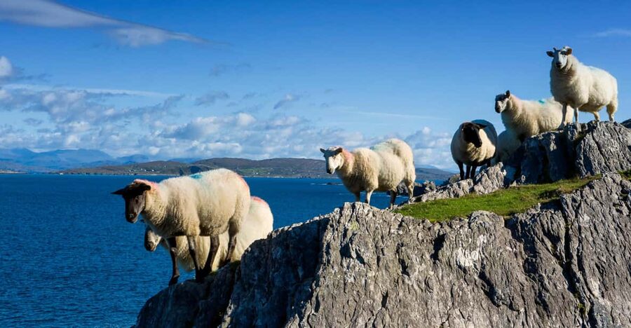 Private Wild Atlantic Day Tour from Cork - Stretching farther afield: Mizen Head and Killarney National Park