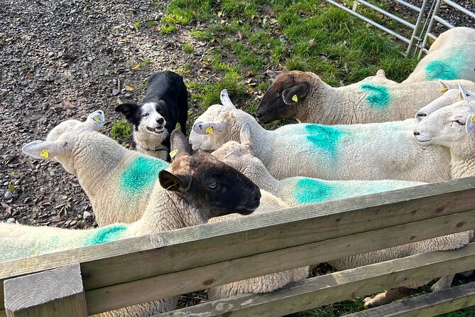 Sheepdogs in the countryside, authentic Dubliners city tour combo - Central Dublin walking time: River Liffey bridges and medieval traces