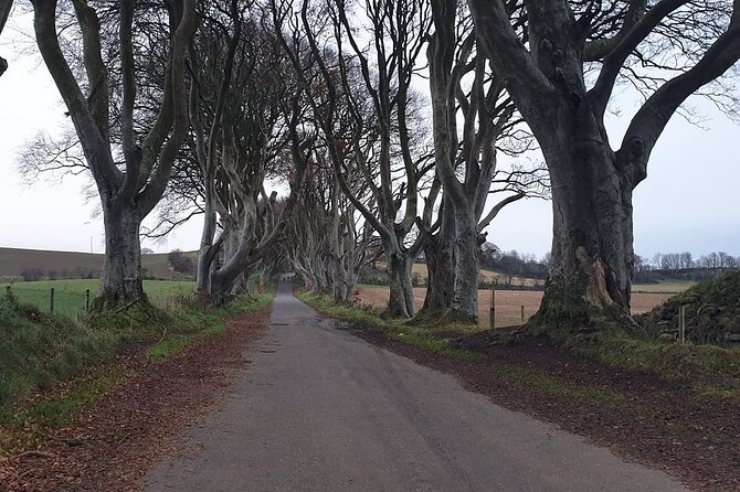 The Giant's Causeway, Dunluce Castel and Belfast - Spanish guide - Giant’s Causeway: Hexagonal Columns and a Lunch Break That Feels Like Part of the Trip