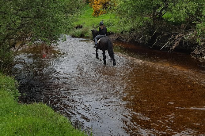 Wicklow Mountains Horse Trekking - Why This Wicklow Horse Trek Feels So Local