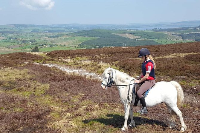 Wicklow Mountains Horse Trekking - Horses, Care, and the Practical Reality of Riding Comfort